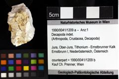 Foto (Objket + Etiketten) von Decapoda indet. 